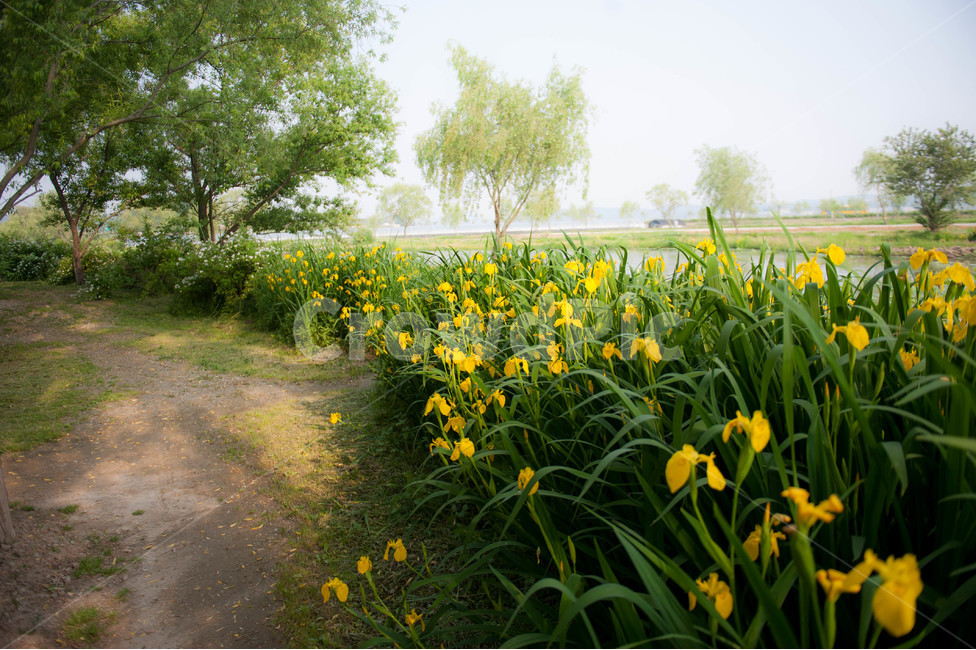 꽃,청포,풍경,노란꽃,아침안개,봄,계절,spring,season,자연,풍경,nature,landscape,field,들,grassland,목초지,outdoors,옥외