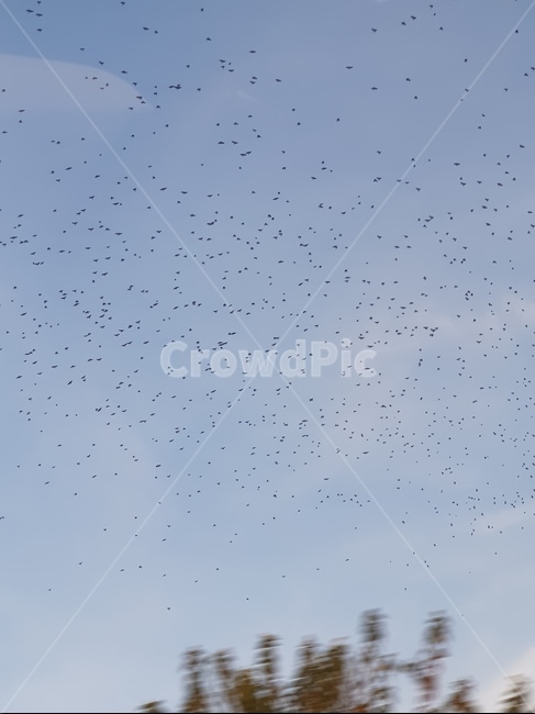 bird,새,sky,wallpaper,nature,동물,animal,조류,새,birds