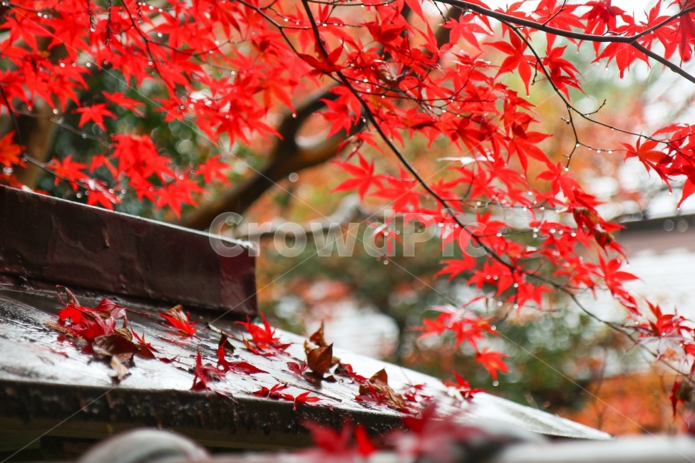 단풍,가을,비오는날,가을여행,일본,지붕,낙엽,가을,계절,fall,autumn,season,감성,sensible,feeling,비,비오는날,rain,rainy,plant,식물,leaf,잎,tree,나무,maple