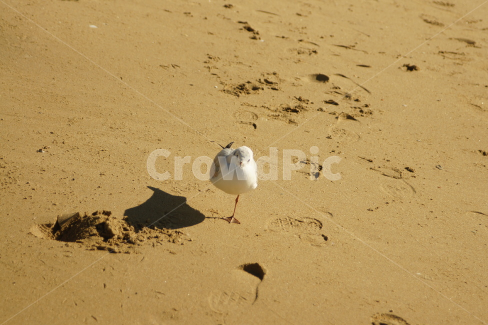 seagull,갈매기,외다리,새,bird,동물,자연,nature,sand,모래,해변,바다,beach,sea,동물,animal,조류,새,birds
