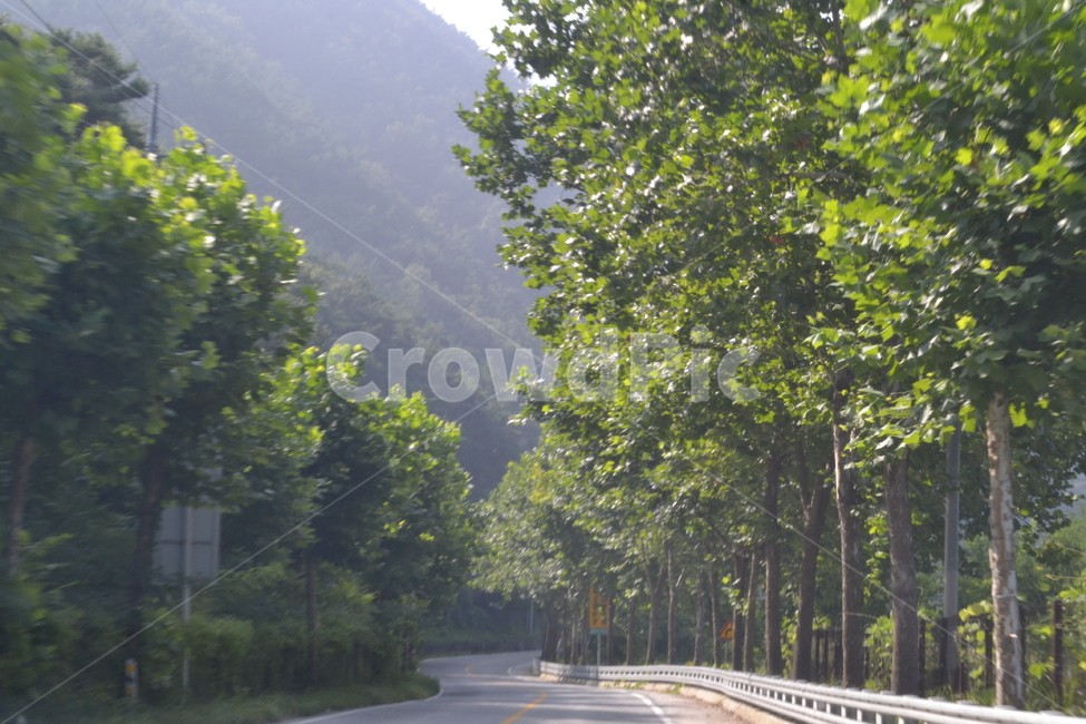 길,여름,가로수,도로,자연,자연,풍경,nature,landscape