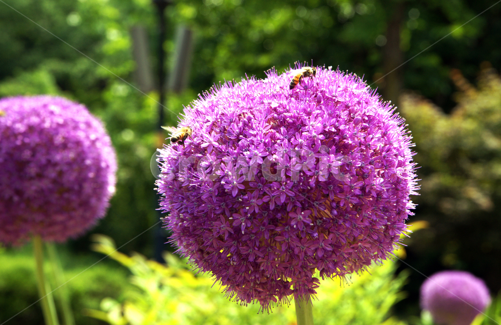 알리움,식물,백합과,보라색,하훼용,onion,관상용,식물,자연,plants,nature,꽃,flower
