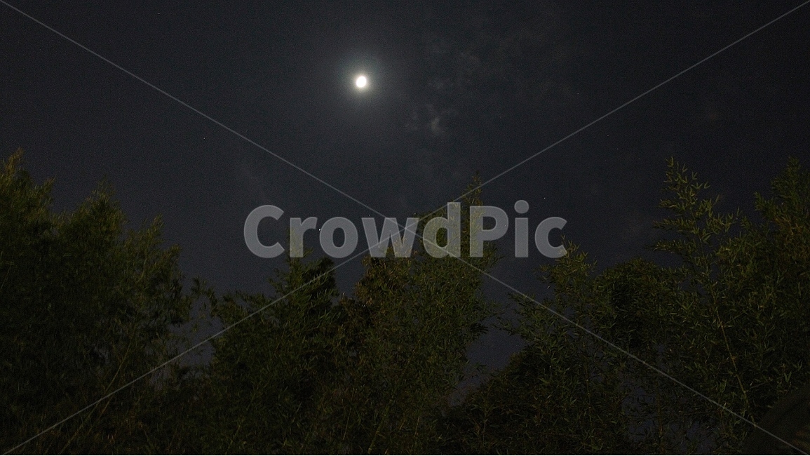 달,나무,밤,달빛,어둠,light,moon,tree,야경,밤,풍경,nightscape,night,landscape,nature,자연,outdoors,옥외,outer space,대기권 밖,astronomy,천문학,universe,우주