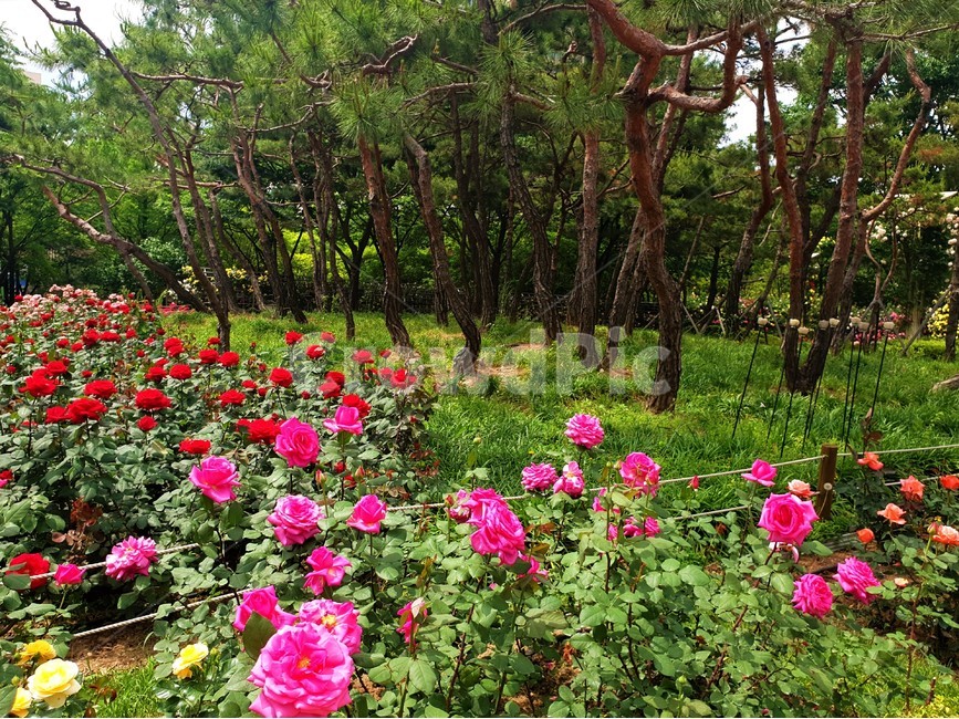 꽃,장미,식물,정원,flower,rose,plant,garden,식물,자연,plants,nature,꽃,flower,나무,trees,wood