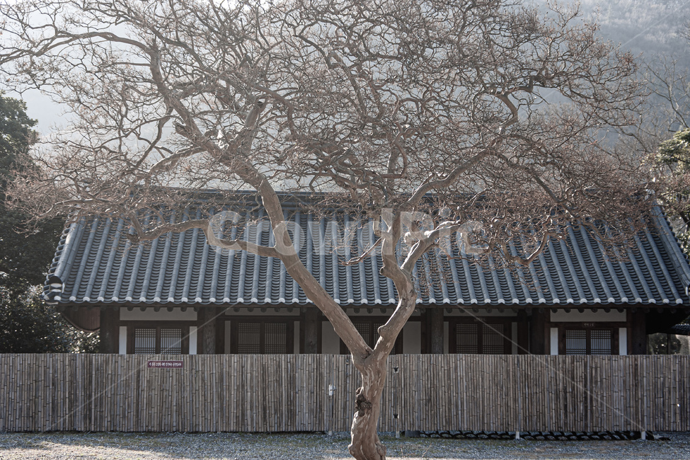 tree,나무,식물,나무줄기,treetrunk,식물,자연,plants,nature,나무,trees,wood