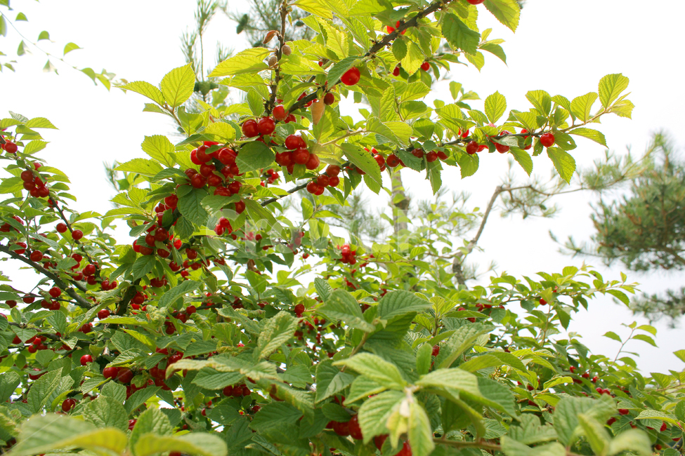 앵두,빨강,열매,과일,잎,앵두나무,berry,branch,cherry,food,fresh,fruit,green,korea,koreacherry,leaf,leaves,natural,plant,red,ripe,tree,vitamin,나뭇가지,신선한,나무,레드,빨간색,한국,자연,식물,자연,plants,nature,과일,열매,fruit