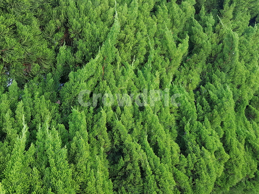 나무,숲,tree,초록,자연,green,여름