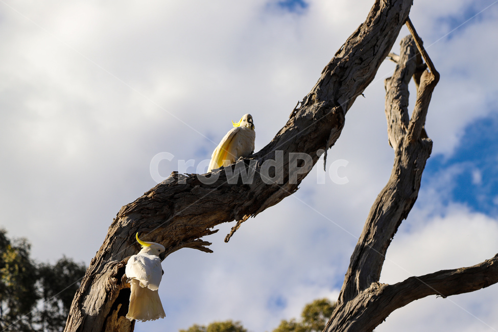 bird,animal,앵무새,야생동물,하늘,동물,animal,조류,새,birds