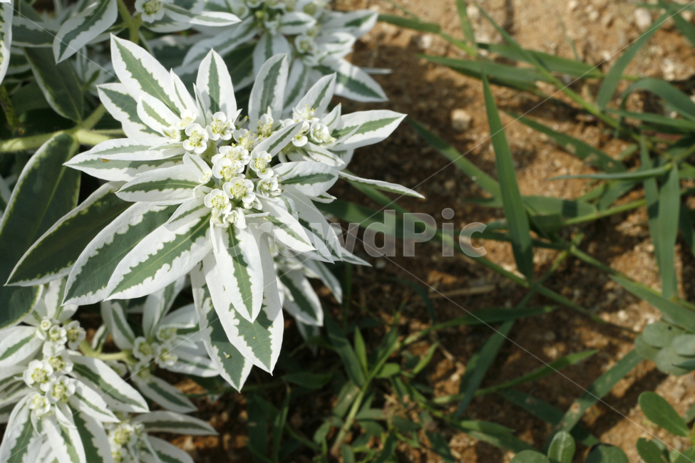 설악초,식물,꽃,여름,풀,식물,자연,plants,nature,꽃,flower