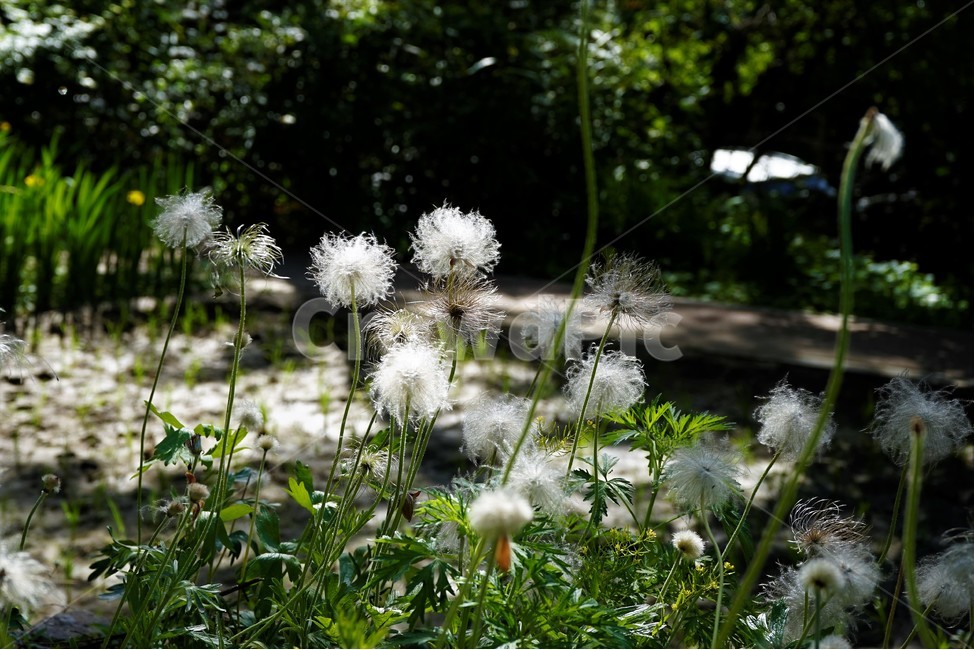 할미꽃,꽃,솜털,자연,식물,토종식물,봄,plant,암술,수술,Pulsatillakoreana,한국특산,백두옹,독초,강장제,화왕계,여러해살이풀,미나리아재비과,쌍떡잎식물,흰털,할머니머리카락,흰머리,노인,꼬부랑,한방약재,할머니