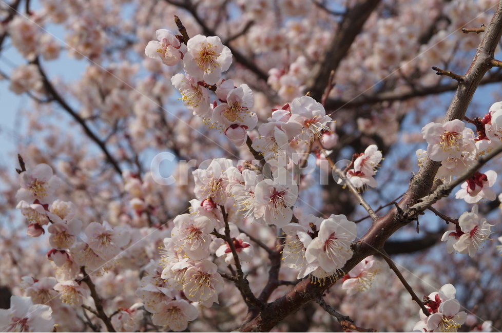 벚꽃,벚나무,cherryblossoms,벚꽃축제,여의도벚꽃,봄,계절,spring,season,식물,자연,plants,nature,꽃,flower,봄,계절,spring,season,식물,자연,plants,nature,꽃,flower,plant,blossom,cherry blossom