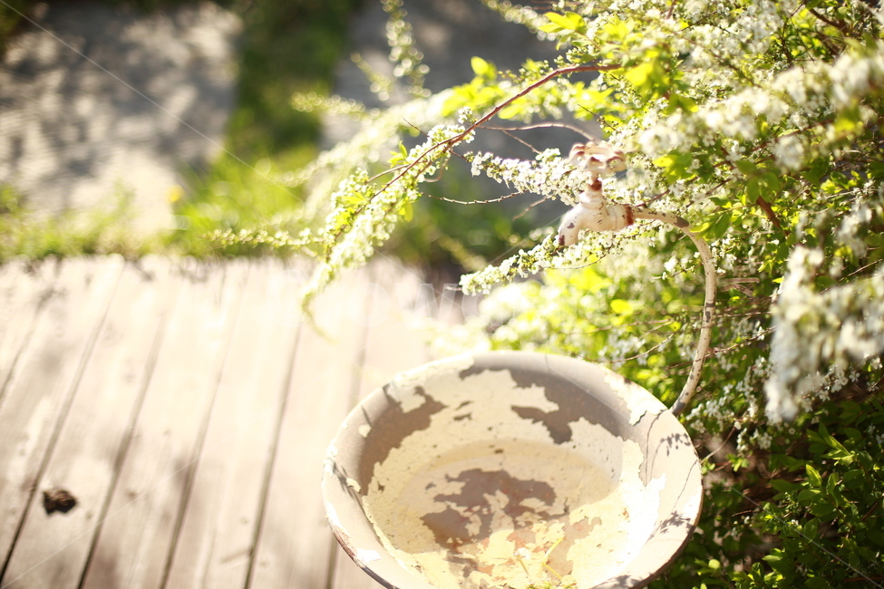 봄,꽃,조팝나무,조팝나무꽃,흰색,흰색꽃,하얀꽃,따뜻함,포근함,감성,감성사진,봄감성,봄,계절,spring,season,식물,자연,plants,nature,감성,sensible,feeling,휴식,힐링,rest,relaxation,healing,tree,나무,plant