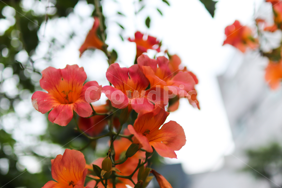 꽃,여름,붉은,빨간,붉은꽃,flower,식물,자연,plants,nature,꽃,flower