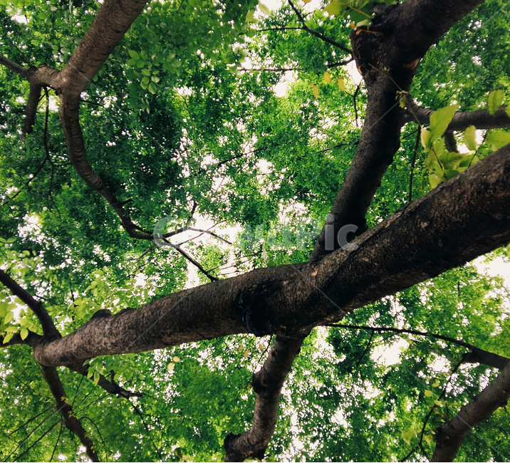 나무,나뭇가지,green,tree,summer,여름,계절,summer,season,식물,자연,plants,nature,나무,trees,wood,휴식,힐링,rest,relaxation,healing