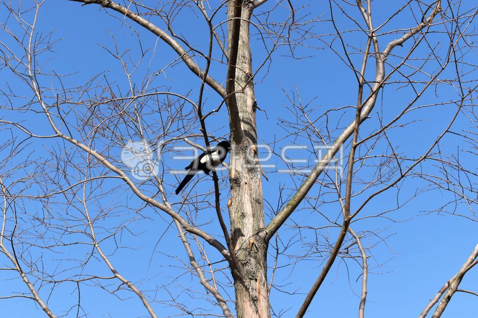 chirp,A magpie,Black magpie,clear sky,tree,Click,winter tree,birdsits,twitter,bird,plant,animal,sit down,magpie