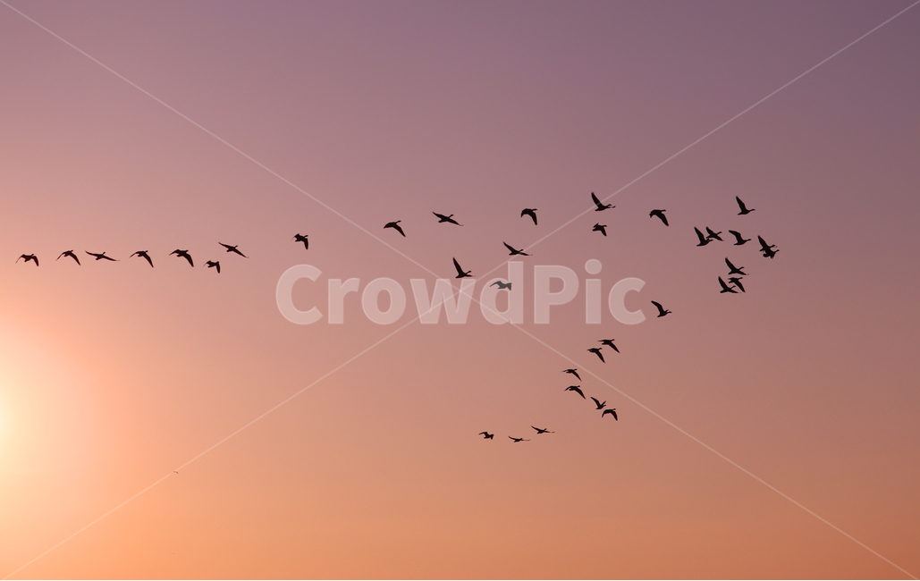 flock,animal,동물,bird,새,까마귀,철새,노을,일출,풍경,동물,animal,조류,새,birds