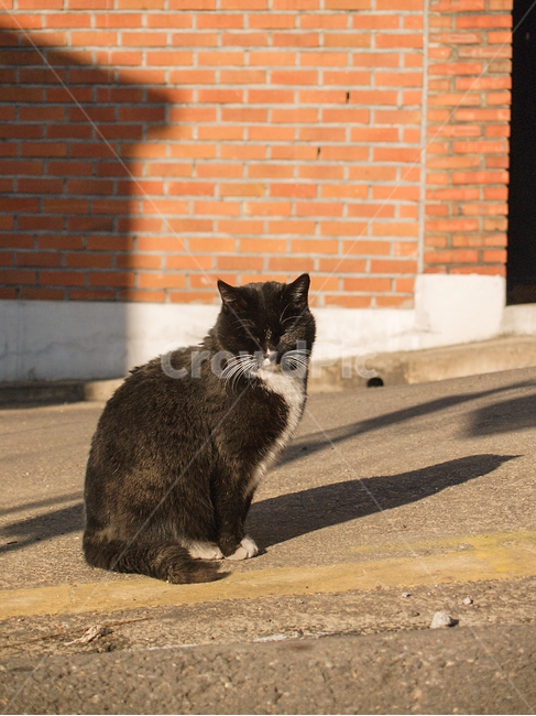 고양이,겨울,검은고양이,검은,길냥이,길고양이,저녁,저녁햇살,냥이,cat,골목,골목길,동물,animal,포유류,mammal,고양이,cat,kitten,kitty