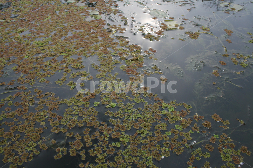 연못,수생식물,식물,pond,plant,식물,자연,plants,nature
