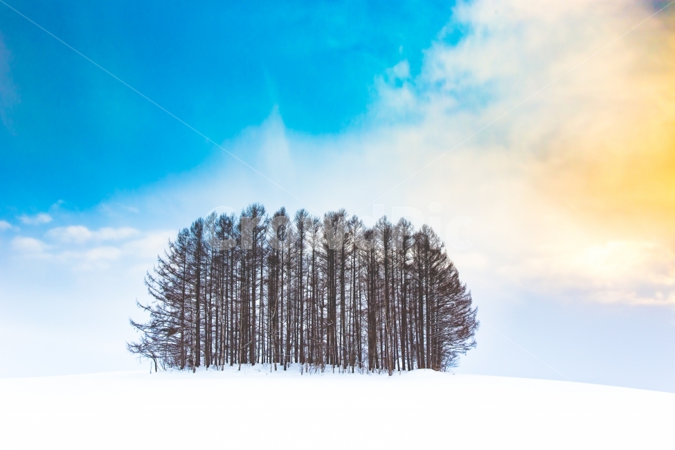 부채나무,비에이,홋카이도,겨울,풍경,자연,파란하늘,겨울,계절,winter,season,자연,풍경,nature,landscape,식물,plants,나무,trees,wood,tree,plant,outdoors,옥외,weather,날씨