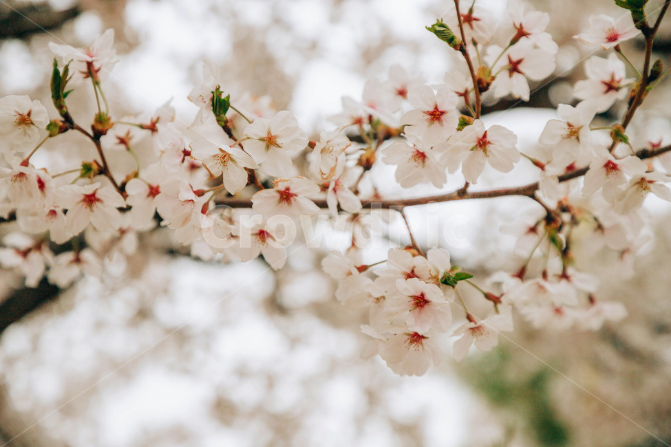 봄,벚꽃,벚꽃나무,꽃,맑은날,나무,봄,계절,spring,season,식물,자연,plants,nature,꽃,flower,plant,blossom