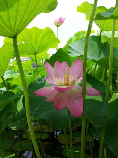 연꽃,꽃,관곡지,plant,식물,분홍,식물,자연,plants,nature,꽃,flower