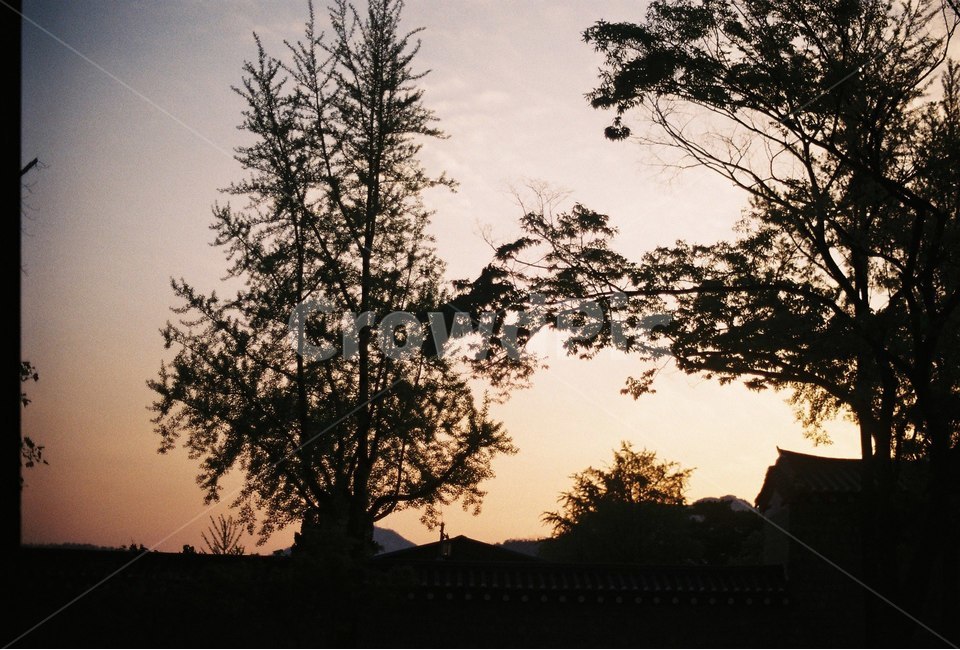 역광,노을,나무,공원,감성,자연,풍경,nature,landscape,실루엣,그림자,silhouette,shadow,tree,plant,식물