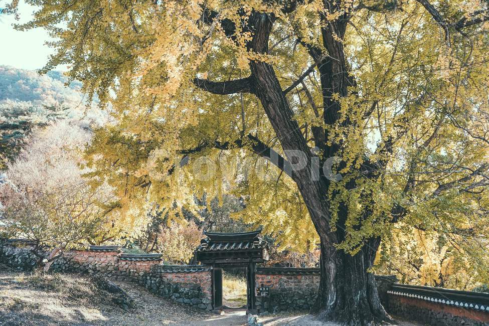 tree,나무,은행나무,전통건축,한옥,담,기와,고목,가을,감성사진,traditional,koreanstylehouse,wall,oldtree,fall,가을,계절,fall,autumn,season,한국전통,한국문화,korean traditional,korean culture,식물,자연,plants,nature,나무,trees,wood,휴식,힐링,rest,relaxation,healing