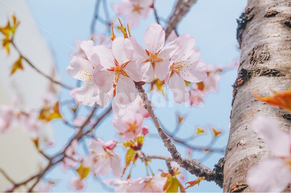 꽃,벚꽃,벚꽃나무,나무,봄,봄,계절,spring,season,식물,자연,plants,nature,꽃,flower,감성,sensible,feeling,색깔,색상,색채,색감,color sense,color sensitivity,feeling of color,plant,blossom