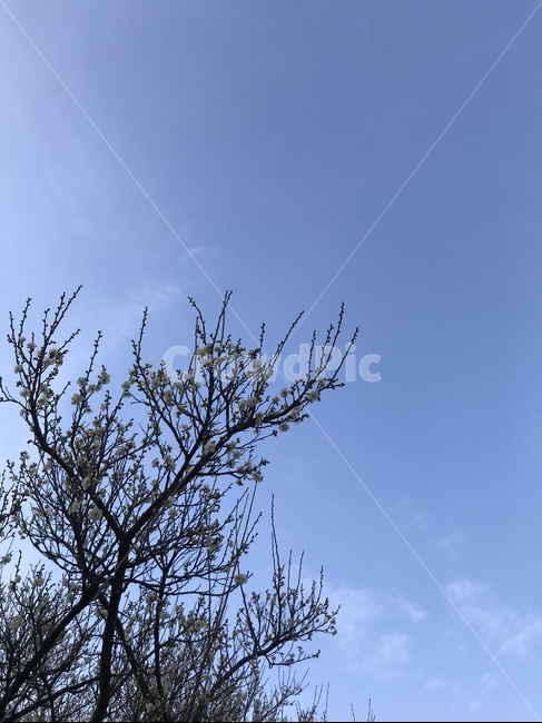 sky,하늘,outdoors,azuresky,푸른하늘,벚꽃,입춘,봄,spring,blue,푸른,꽃,bud,나무,tree,branch