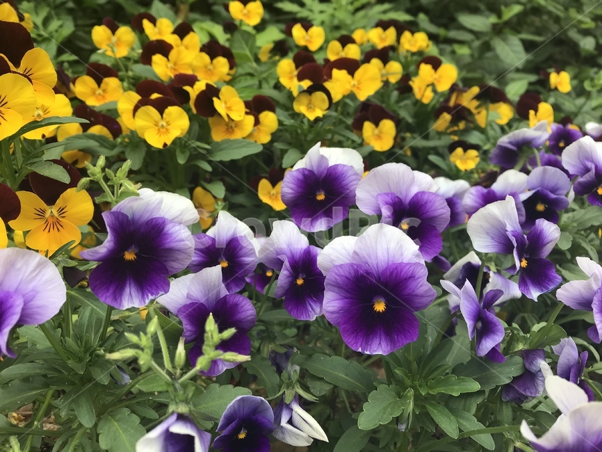 식물,flower,꽃,blossom,pansy,팬지,꽃밭,식물,자연,plants,nature,꽃,flower