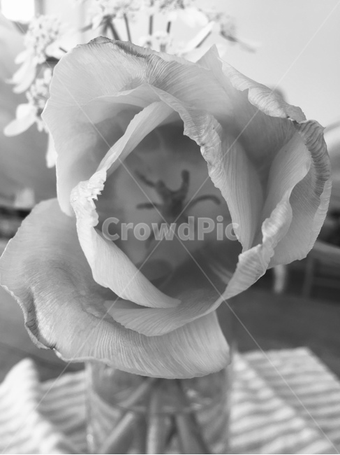 plant,식물,flower,꽃,blossom