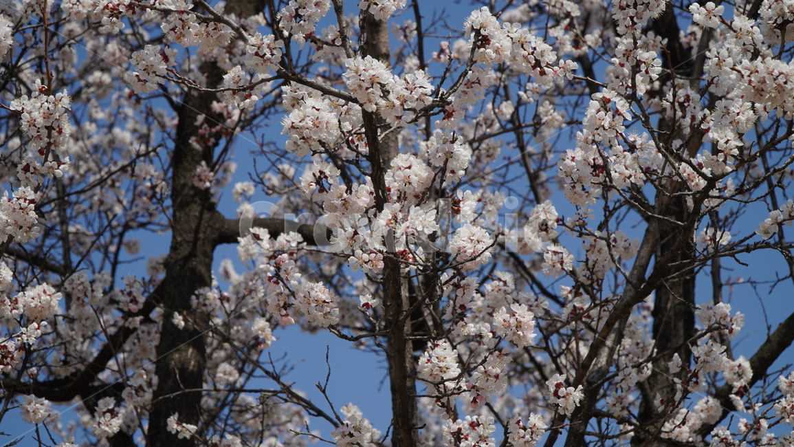 plant,식물,blossom,flower,꽃