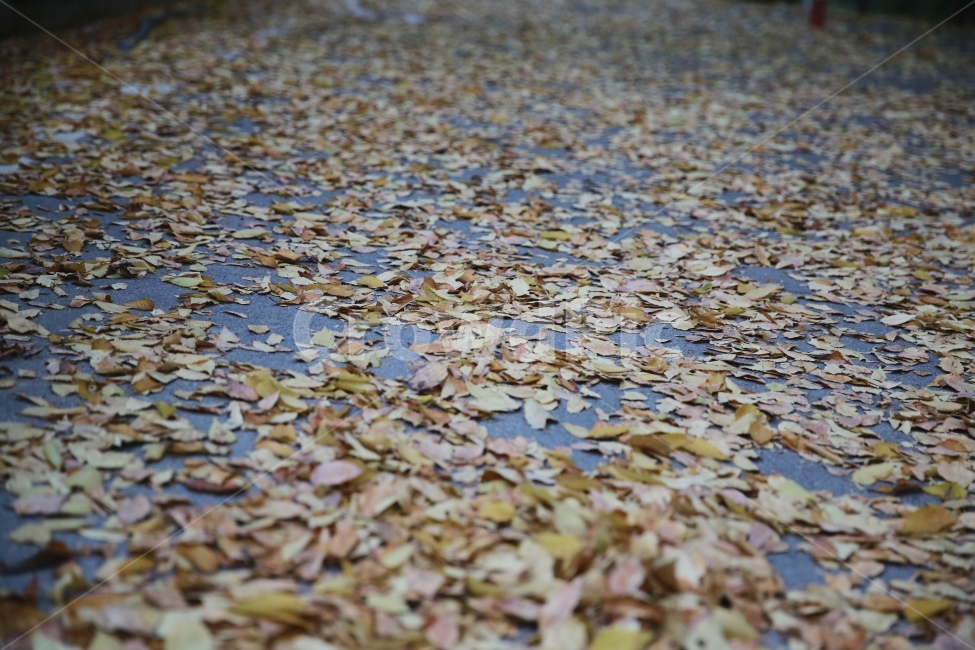 낙엽,쓸쓸함,감성,산책길,산책,풍경,가을,가을,계절,fall,autumn,season,식물,자연,plants,nature