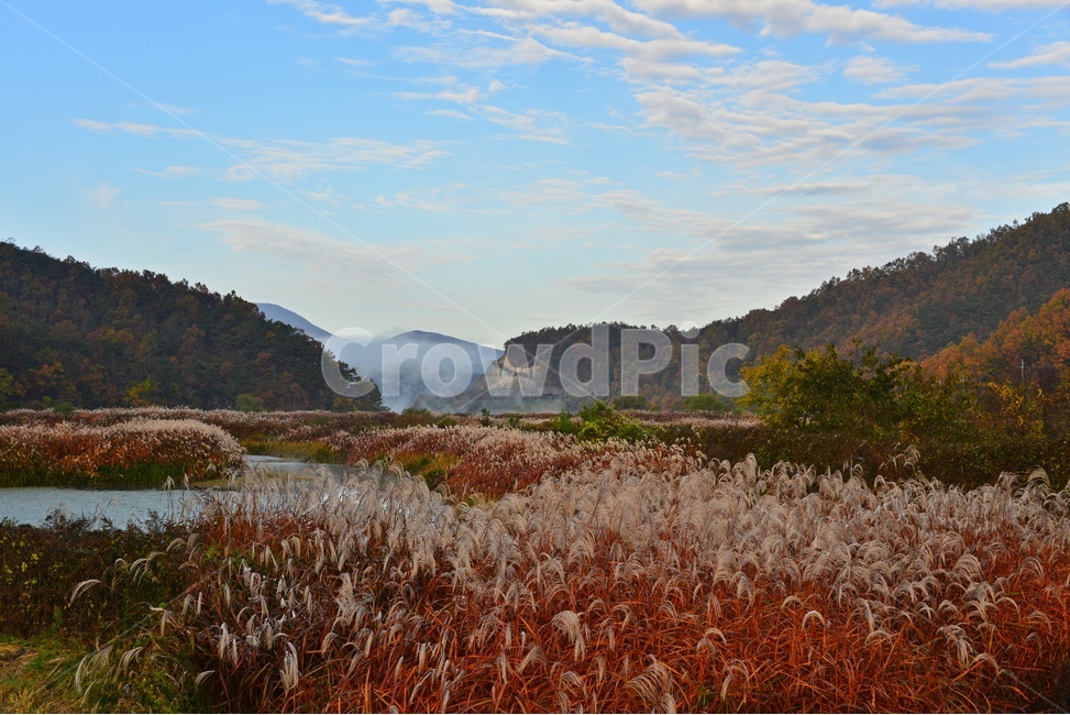 mountain,mountainrange,산맥,plant,식물,nature,자연,weather,날씨,outdoors,옥외,화순,동복,동복저수지,저수지상류,억새,가을,계절,추색,만추