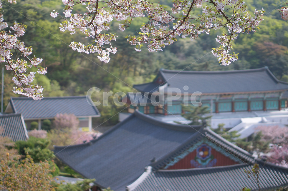 봄,꽃,벚꽃,겹벚꽃,나무,봄,계절,spring,season,한국전통,한국문화,korean traditional,korean culture,식물,자연,plants,nature,꽃,flower,plant,roof,지붕