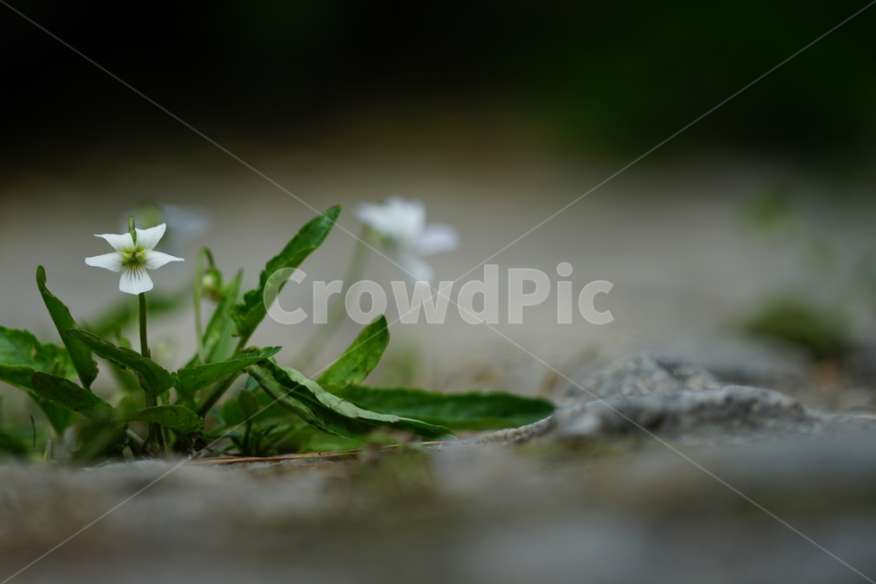 제비꽃,manchurianviolet,꽃,들꽃,flower,식물,식물,자연,plants,nature,꽃,flower