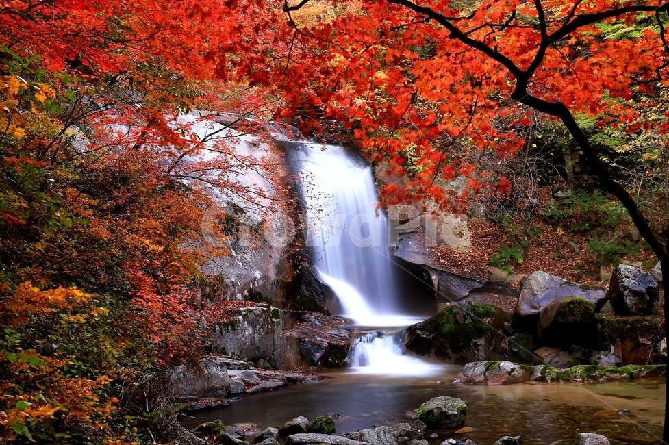 leaf,잎,plant,식물,tree,나무,maple,water,물,nature,자연,outdoors,옥외,waterfall,폭포,강원도,인제,방태산,방태산폭포,방태산가을,추색,가을,단풍,단풍잎,낙엽,만추,물흐름,계곡,가을,계절,fall,autumn,season,자연,풍경,nature,landscape