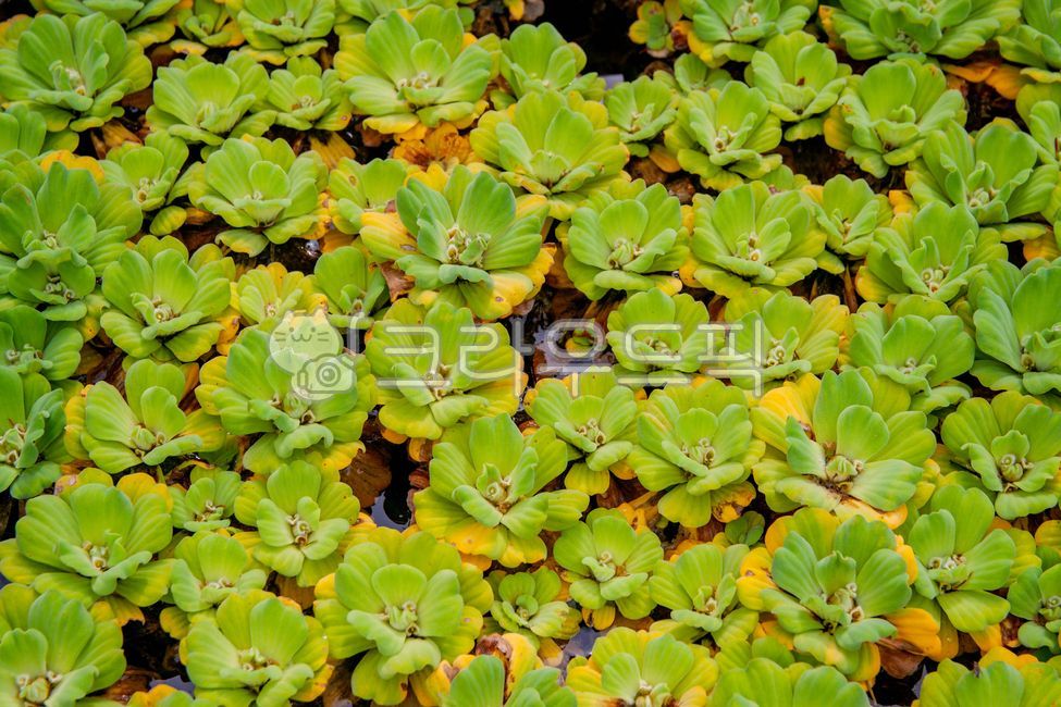 물배추,leaf,잎,식물,plant