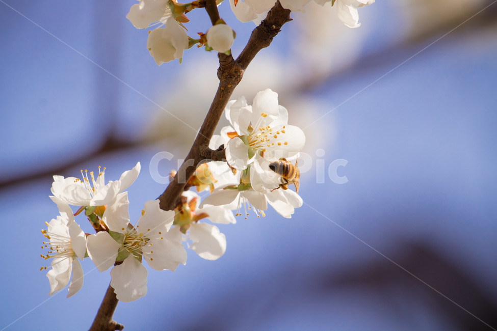 plant,식물,pollen,화분,벚꽃,cherryblossom