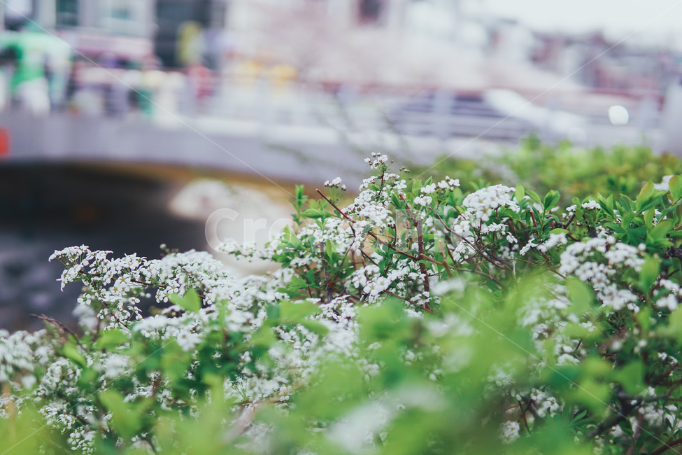 봄,봄꽃,꽃,산책,풀,plant,식물,식물,자연,plants,nature,꽃,flower