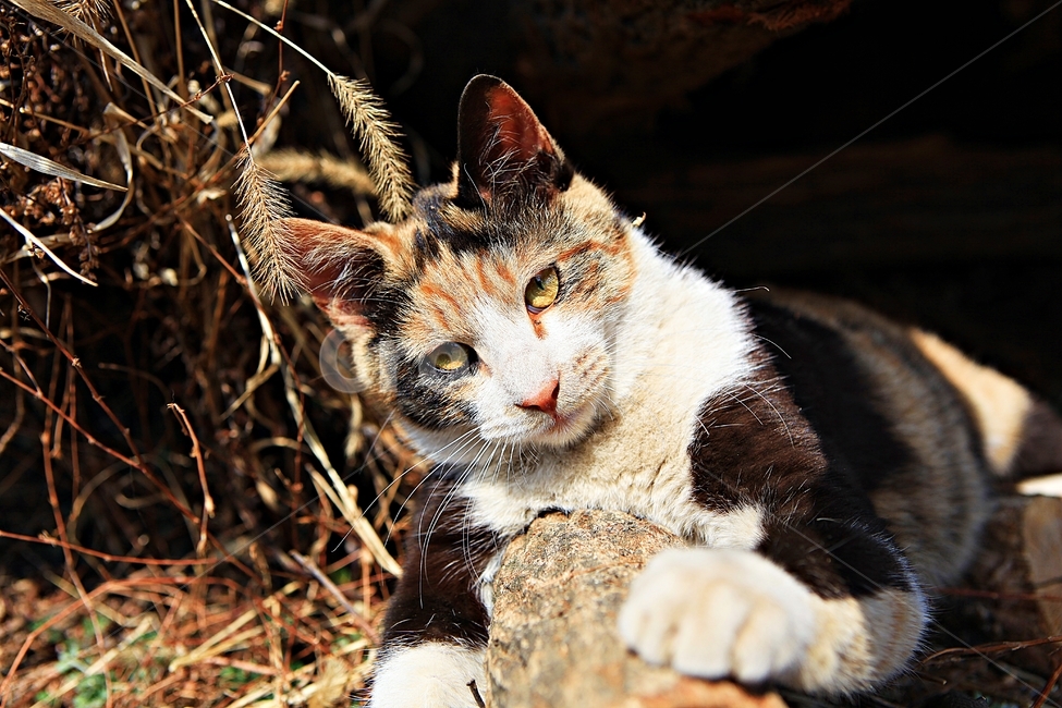 고양이,반려동물,동물,배경,자연,번식,동물,animal,포유류,mammal,고양이,cat,kitten,kitty