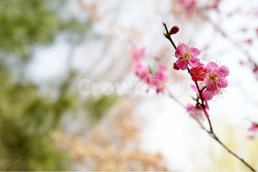 매화,홍매화,봄꽃,꽃,flower,봄,계절,spring,season,식물,자연,plants,nature,꽃,flower,plant