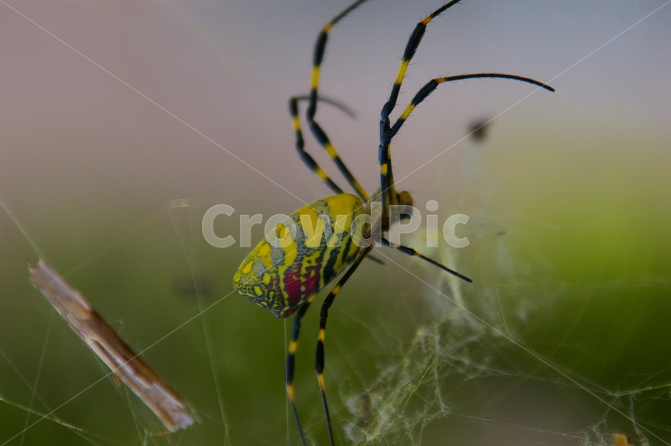 야외,곤충,식물,insect,거미,거미줄,동물,animal,곤충,벌레,insect,bug