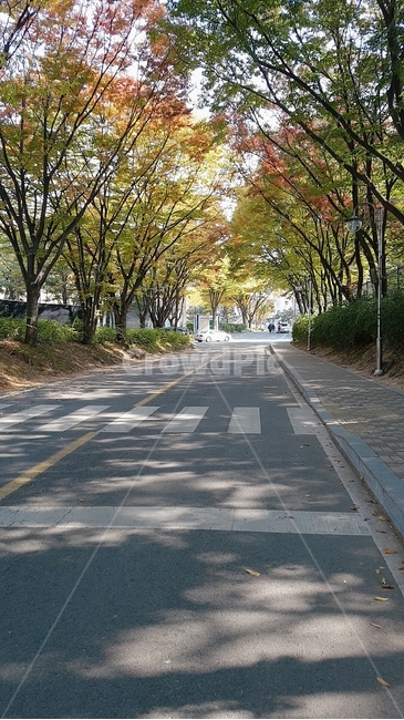 여름,asphalt,아스팔트,road,도로,나무,잎