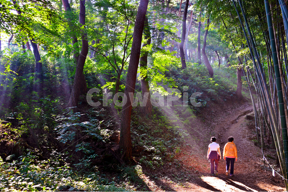 전북,고창,고창읍성,모양성,맹종죽,맹종죽숲길,person,사람,human,인간,light,빛,flare,플레어,walking,보행,사람,인물,인간,human,person,건강,헬스웨어,헬스케어,healthware,health care,휴식,힐링,rest,relaxation,healing