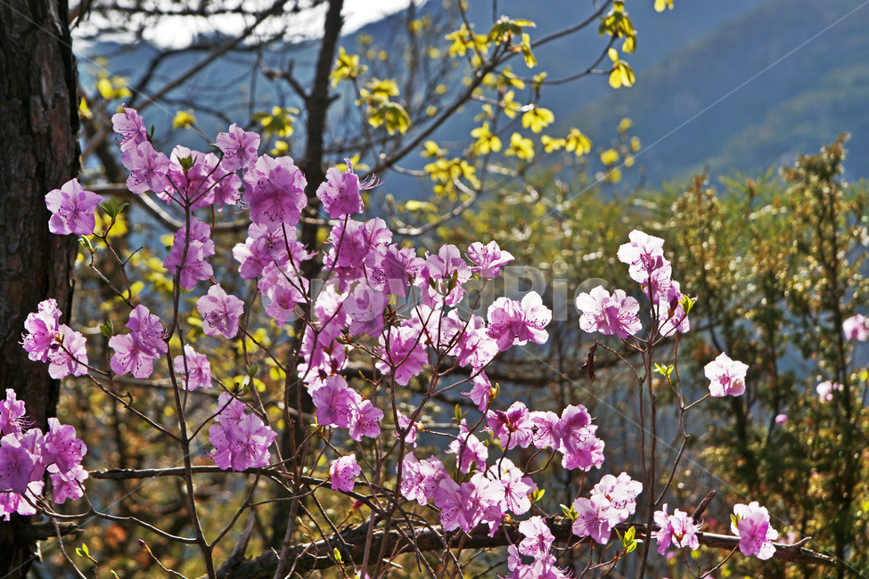 진달래,꽃,진달래꽃,koreanrosebay,쌍떡잎식물,식물,봄,계절,참꽃,두견화