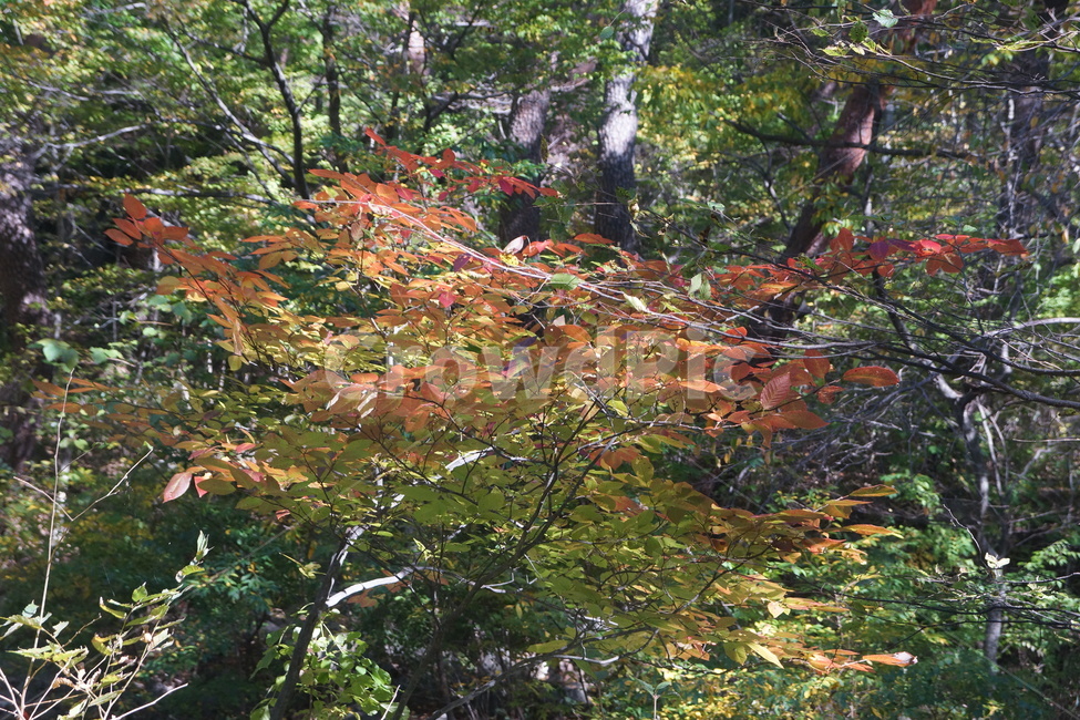 leaf,잎,plant,식물,tree,나무,단풍,fallfoliage,autumncolors,가을,fall,autumn,가을빛,autumnaltints,자연,nature,석남사,seongnamsatemple,울산,ulsan,가을,계절,fall,autumn,season,maple