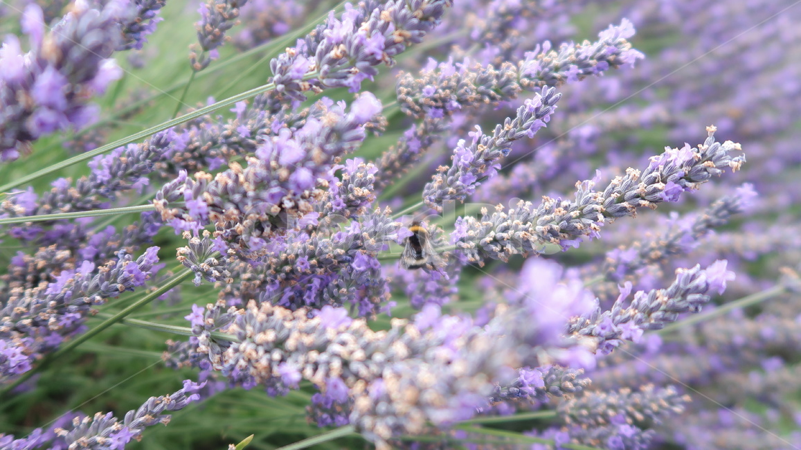 라벤더,꽃,벌,농장,라벤더농장,식물,자연,plants,nature,꽃,flower