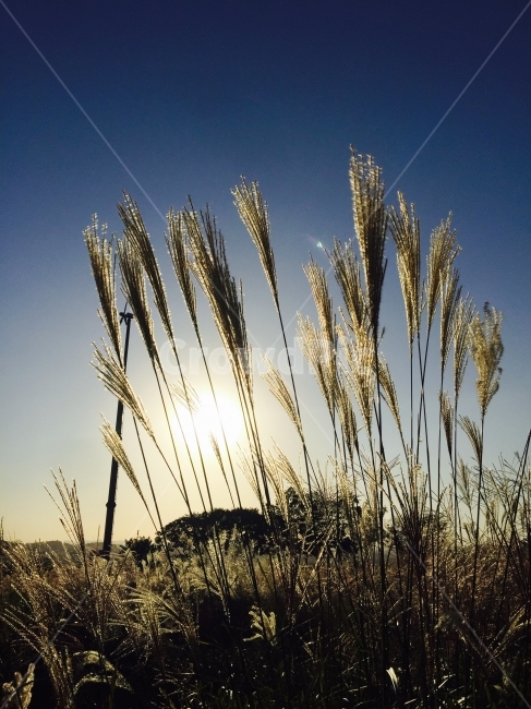 풍경,갈대,감성,풍경사진,햇빛,가을,계절,fall,autumn,season,식물,자연,plants,nature,grass,잔디,plant