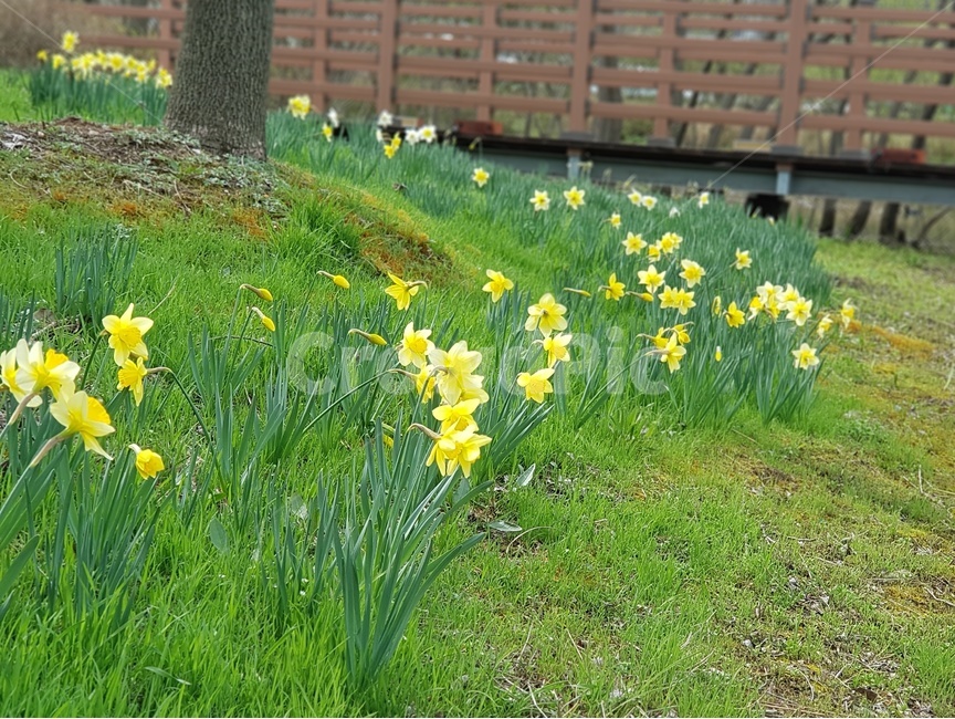 수선화,노란색,봄,꽃,신비로움,공원,집단,식물,daffodil